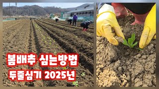 봄배추 심는방법 심는시기 두줄심기 충북 괴산 풀뿌리농장 [배추재배방법]