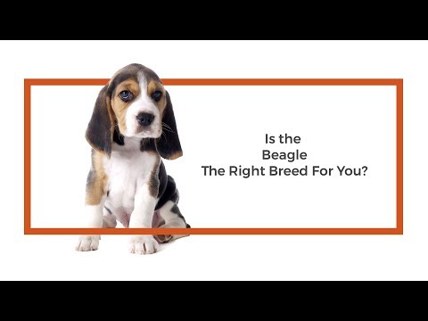 Beagle Video