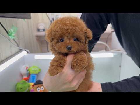 YouTube動画のサムネイル