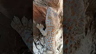 Download lagu Suara tokek malam hari bikin merinding banget! 😱🦎 #tokek #suarahewan #hewanunik #malam #fakta mp3