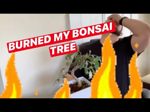 How to Care for Sunburned Bonsai Tree Ficus