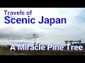 No. 195  A Miracle Pine Tree in Iwate Prefecture / Travels of Scenic Japan / Tabiator