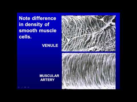 13. Blood and Lymph Vessels