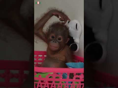 Orang-Utan-Baby Rettung | BOS | orangutan.de