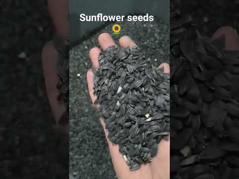 Natural black sunflower seeds, packaging type: plastic bag