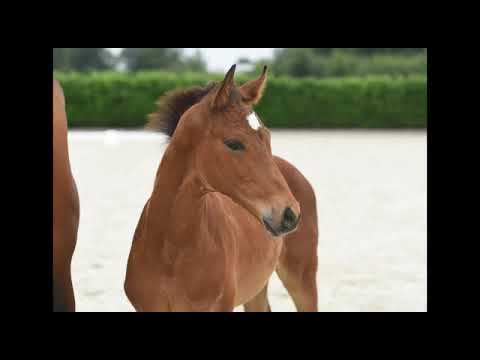 Hengstfohlen , geb 03 05 2020 von Sir Heinrich x Fabriano x Natiello xx