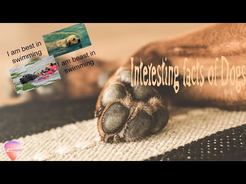 Interesting facts about dogs in Telugu (తెలుగు) || Ep-02 || praneetha || feiten