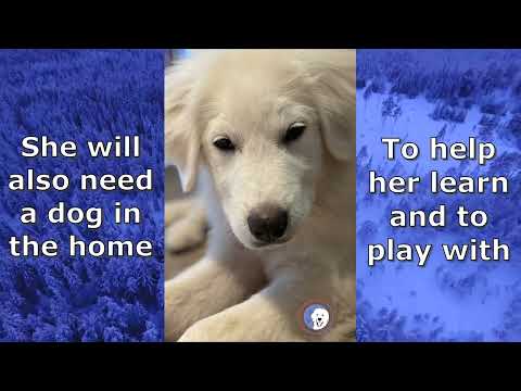 Kendall, an adoptable Great Pyrenees in Vaughn, WA_image-1