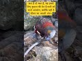 Is Duniya Mein Jeene Wale Aise Bhi Hai Jeete Lata Mangeshkar Tseriesoldisgold Sonunigam Ytshorts