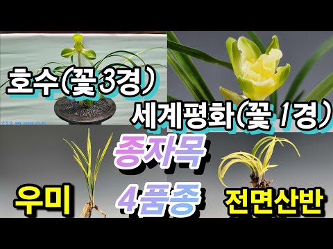 유튜브 썸네일