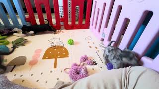 Video preview image #7 Chihuahua Puppy For Sale in CHARLESTON, AR, USA