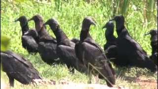 preview picture of video 'Panamanian Vultures Chitre Province Agallito Beach'