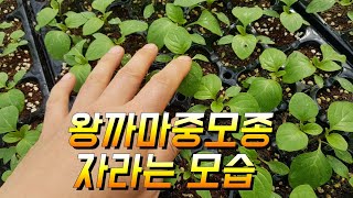 왕까마중모종 자라는 모습 폐와 기관지에 좋은 작물