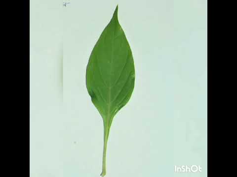 image-What is an Obovate leaf?