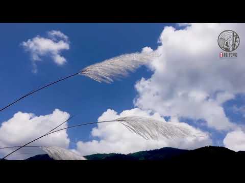 苗栗縣110年度泰安桂竹筍產業結合無人機拍攝影片
