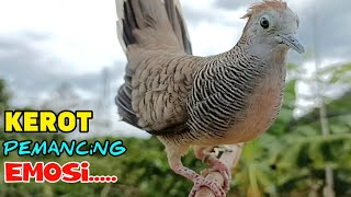Download lagu Perkutut Lokal Gacor RAJA PIKAT Ahlinya Bikin Semua Burung Perkutut Ikut Bunyi mp3 Download lagu Perkutut Lokal Gacor RAJA PIKAT Ahlinya Bikin Semua Burung Perkutut Ikut Bunyi mp3
