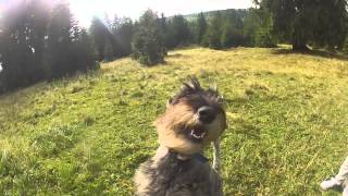 Traveling with a Schnauzer