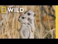7 Minutes Of The Cutest Baby Animals You Ve Ever Seen Nat Geo