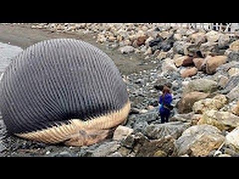 The Exploding Whale Compilation 2017