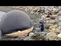The Exploding Whale Compilation 2017