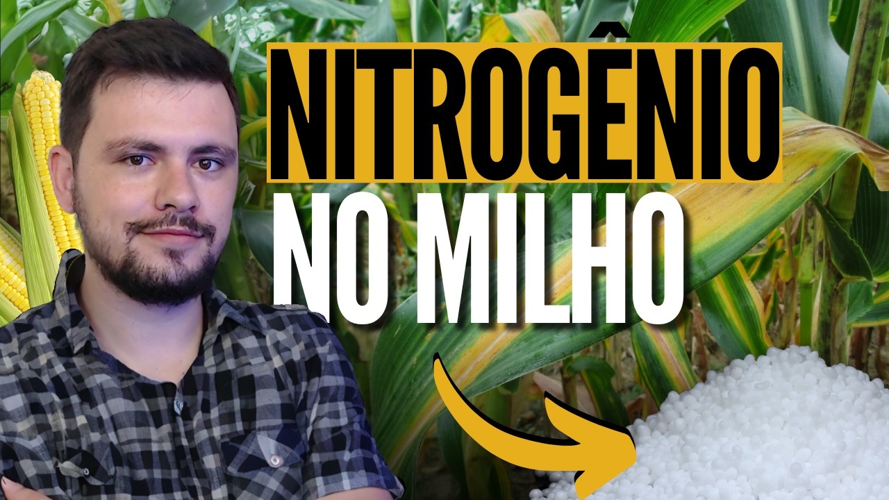 Manejo de NITROGÊNIO no milho para alta produção