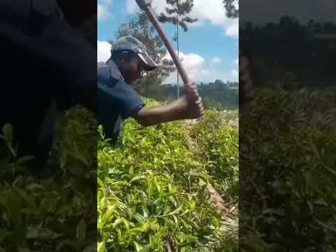 #ken wamaria najikakamua