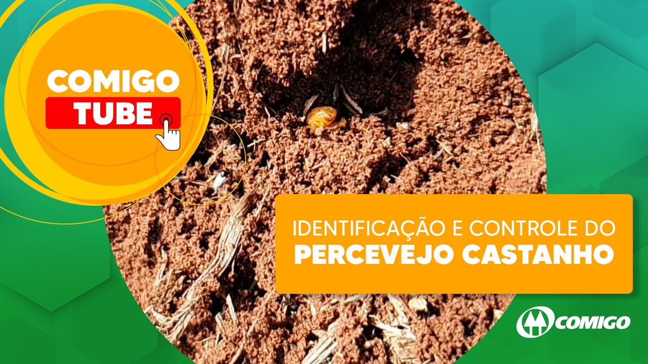 Identificação e Controle do Percevejo Castanho