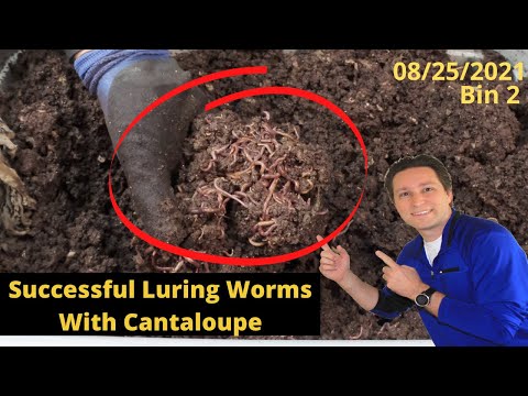 10 Gallon Worm Bin Successful Luring of Worms 8/25/2021