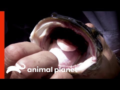 There's an Alien Invasion in America's Rivers