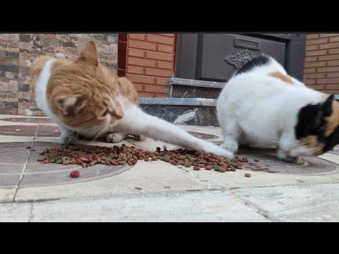 At first, the ginger cat is afraid of the calico cat, but when food is something else.