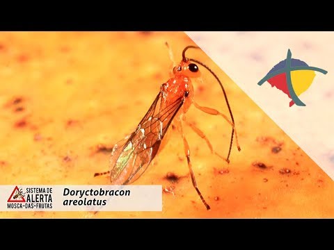 Entenda o trabalho realizado com os parasitóides 