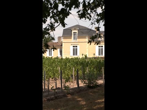 Are wildfires in France impacting Bordeaux’s famous vineyards?