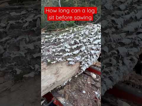 How long can a log sit before milling #deadtree #lumber #sawmill #shorts