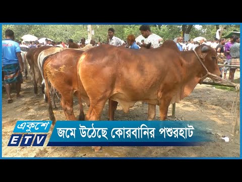 দেশের বিভিন্ন এলাকায় জমে উঠেছে কোরবানির পশুরহাট