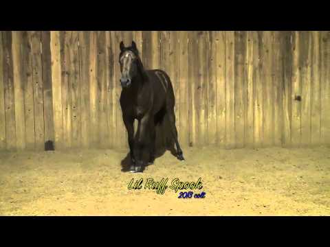 Lil Ruff Spook 2013 bay colt