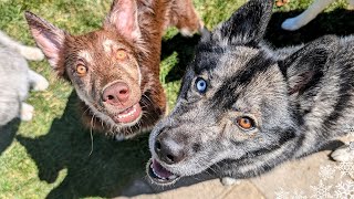 Revealing The Puppy's DNA Test - A Surprising Surprise!