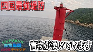 四国最強堤防で青物が沸いています。【ショアジギング青物年間100本チャレンジ#127】