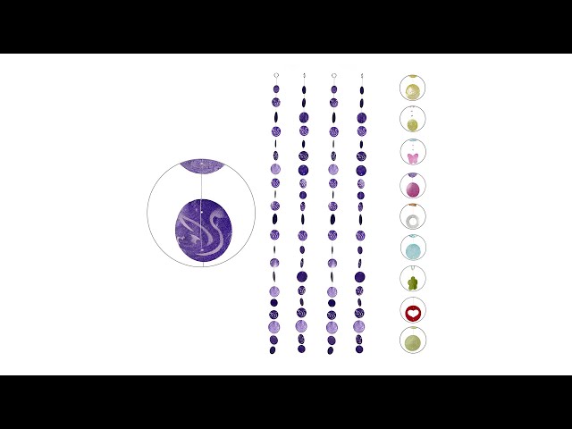 Video Teaser für Capiz Girlanden 4er Set 180cm
