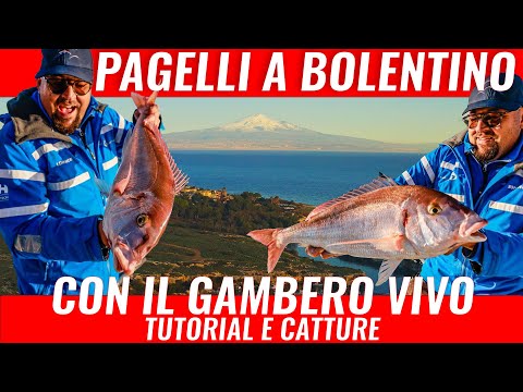 PESCARE a Bolentino PAGELLI ENORMI  Tutorial Adami
