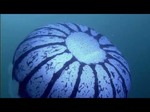 Oleg Poliansky - F. Schubert "Impromptu" in G flat major D 899 No 3