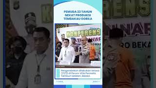 Pemuda Berusia 23 Tahun Nekat Produksi Tembakau Gorila Seorang Diri, yang Dipelajari Autodidak