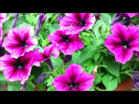 , title : 'How to Grow Petunias from Seed