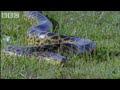 Attenborough Anaconda Gives Birth Underwater BBC Wildlife 2017