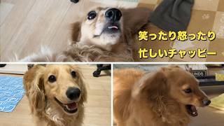 笑ったり怒ったり可愛かったり犬との暮らし（ミニチュアダックス）