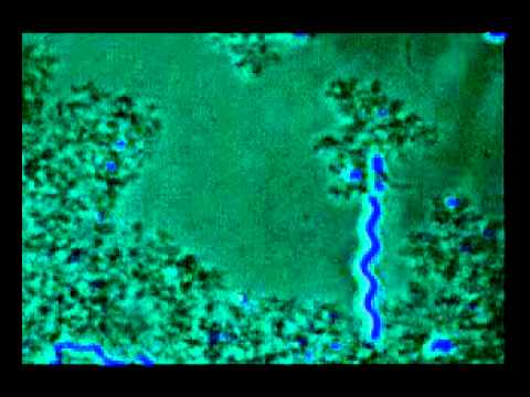 fig2 2c helical bacteria