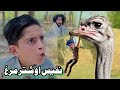 Nafees aw Shater Murgh | Pashto Funny Video | Pashto Drama 2024