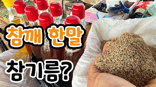 참기름 몇병? 중국산! 방앗간 사장님 알려두는 구별 법 참기름 오래 보관 법