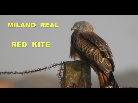 MILANO REAL | RED KITE | Milvus milvus