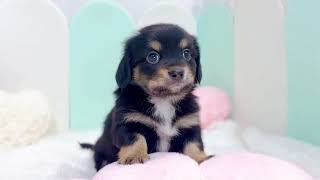 ハーフ犬の動画01
