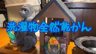 ［旅ログ］ゴリラ洗濯地獄注意報🦍 2021/9/18越谷ごりごりハウス 2日目